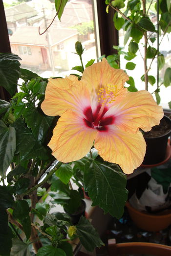  - A0-Hibiscus 2015-2