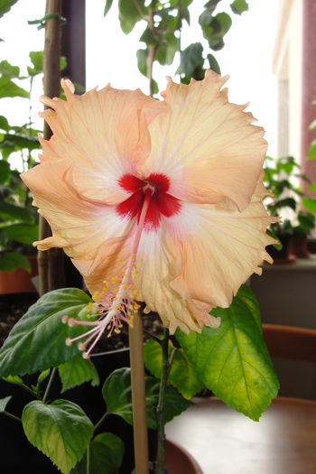 Sprinkle Rain - A0-Hibiscus 2015-2