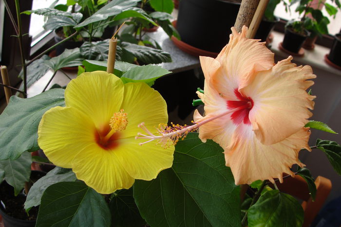  - A0-Hibiscus 2015-2