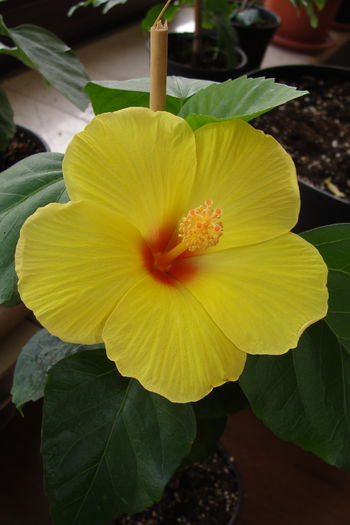 Bari ? - A0-Hibiscus 2015-2