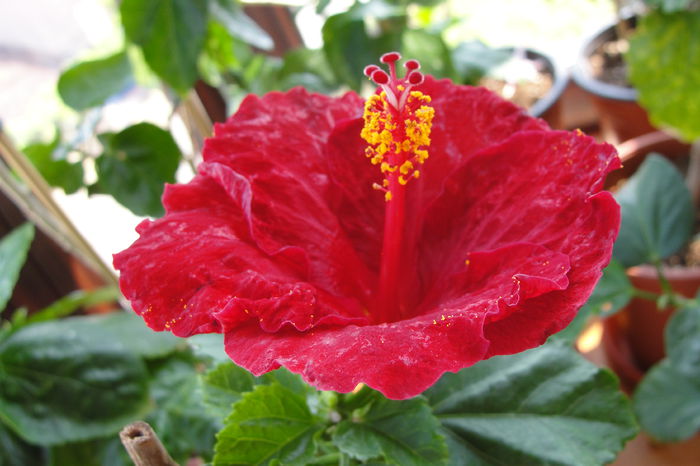  - A0-Hibiscus 2015-2