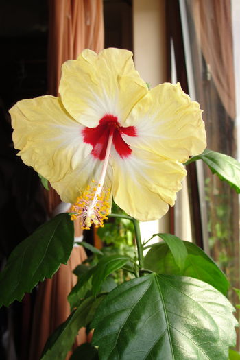 Sylvia Goodman - A0-Hibiscus 2015-2