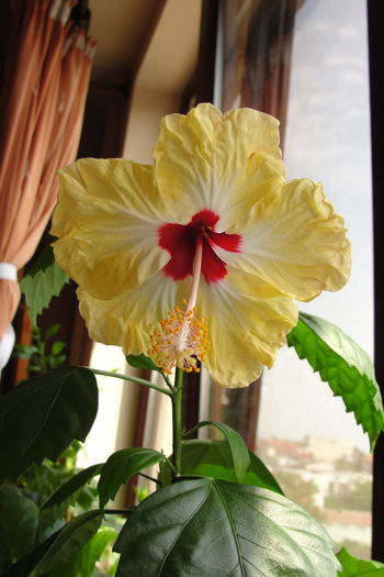  - A0-Hibiscus 2015-2