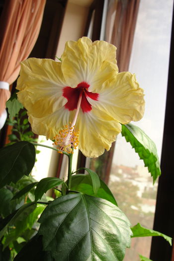  - A0-Hibiscus 2015-2