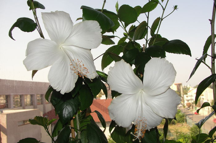  - A0-Hibiscus 2015-2