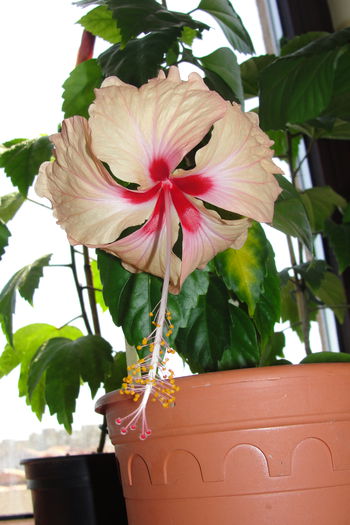 Antilles Soumon - A0-Hibiscus 2015-2