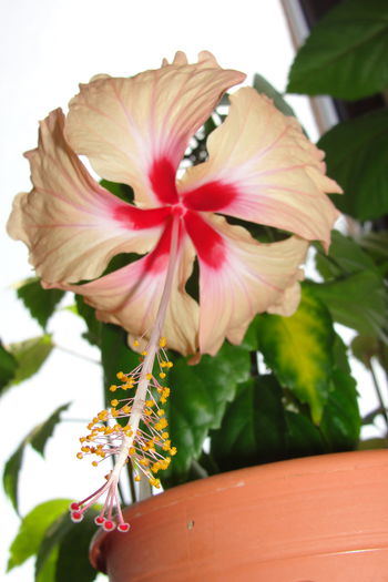  - A0-Hibiscus 2015-2