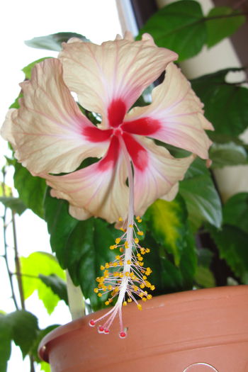  - A0-Hibiscus 2015-2