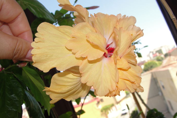 El capitolio Sport of Sport - A0-Hibiscus 2015-2