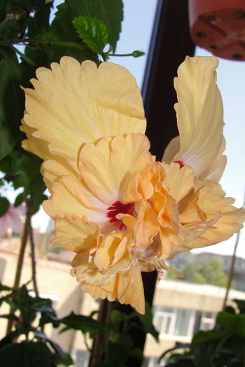  - A0-Hibiscus 2015-2