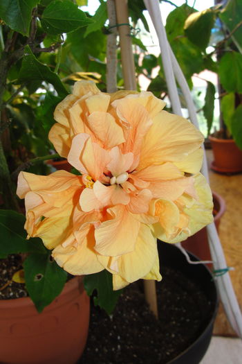  - A0-Hibiscus 2015-2