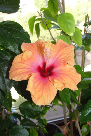  - A0-Hibiscus 2015-2