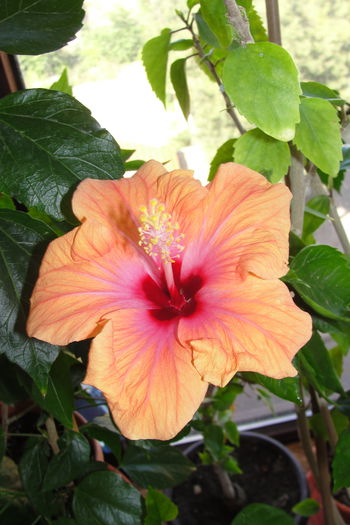  - A0-Hibiscus 2015-2