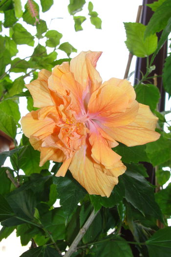 Jane Coweel - A0-Hibiscus 2015-2