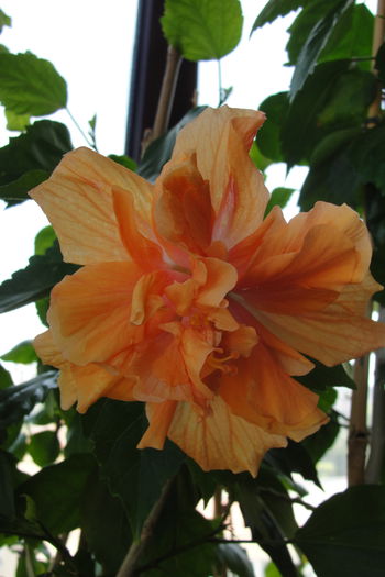  - A0-Hibiscus 2015-2