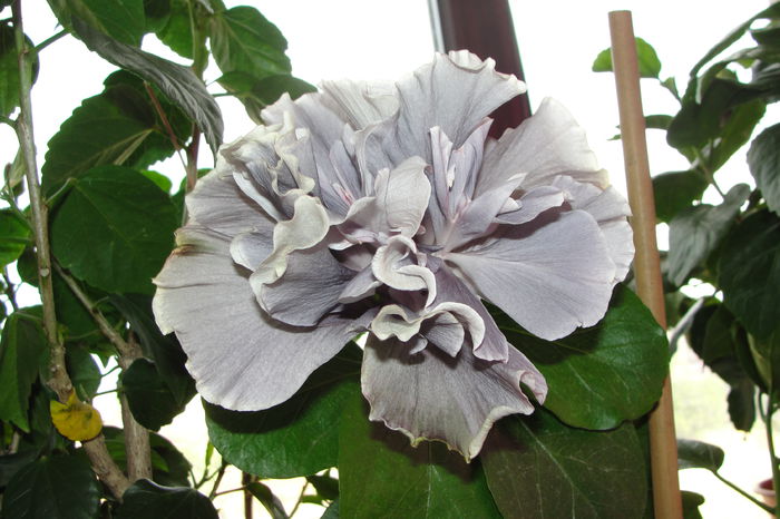 Mariana Charleton - A0-Hibiscus 2015-2