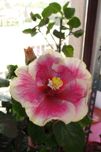 Moorea Imperial Blossom