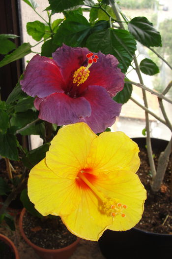 Electric Blue @ Bari