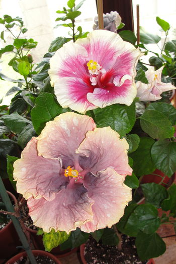 Moorea Imperial Bloossom