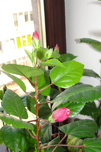 Asia plina de boboci