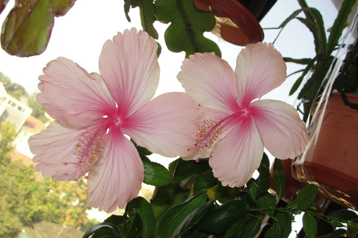 Dainty Pink  sau  Fantasy