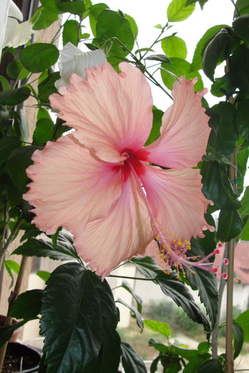 Hawaian Salmon sport