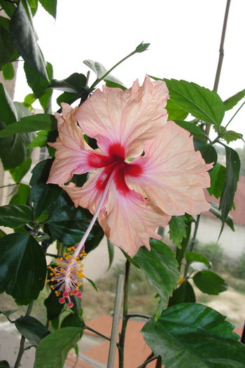  - A0-Hibiscus 2015-2