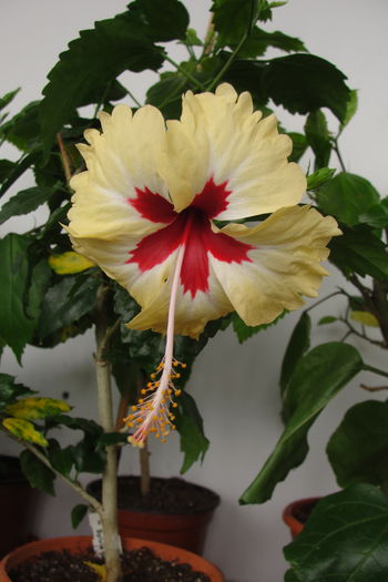 Sylvia Goodman - A0-Hibiscus 2015-2