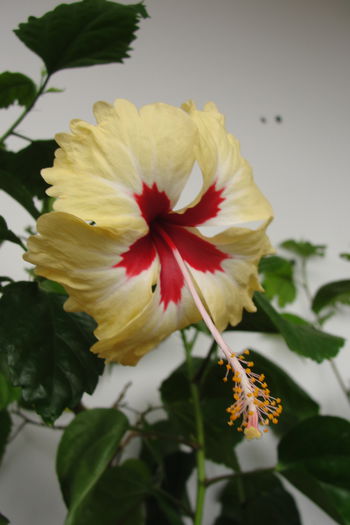  - A0-Hibiscus 2015-2