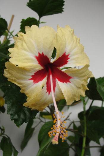  - A0-Hibiscus 2015-2