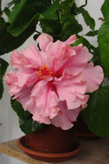Kona - A0-Hibiscus 2015-2