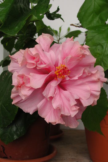  - A0-Hibiscus 2015-2