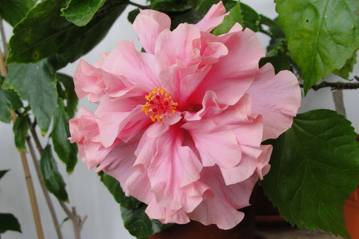  - A0-Hibiscus 2015-2