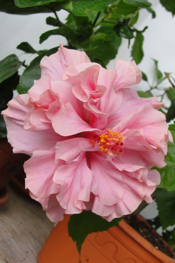  - A0-Hibiscus 2015-2