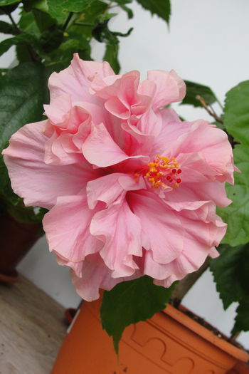  - A0-Hibiscus 2015-2