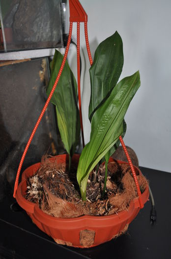 DSC_0638 - Stanhopea nigroviolacea