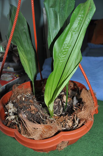 DSC_0641 - Stanhopea nigroviolacea