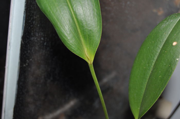 DSC_0691 - Pleurothallis restrepiodes