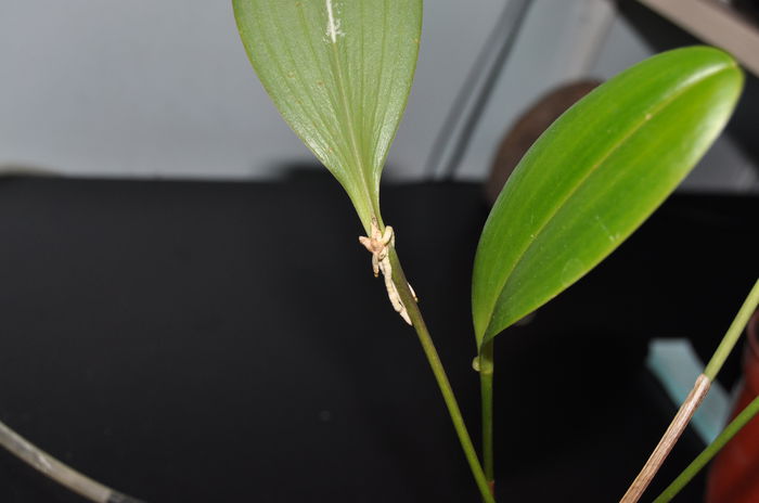 DSC_0692 - Pleurothallis restrepiodes