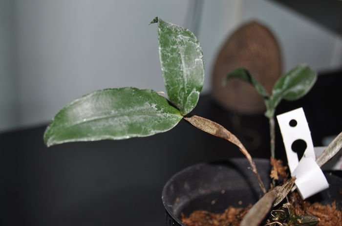 DSC_0688 - Dendrobium tetragonum giganteum