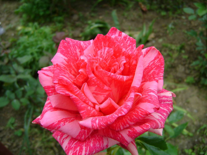 nr.33 pink intuition th.Delbard