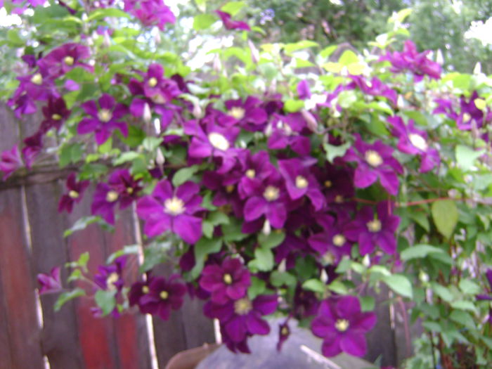 DSC01700