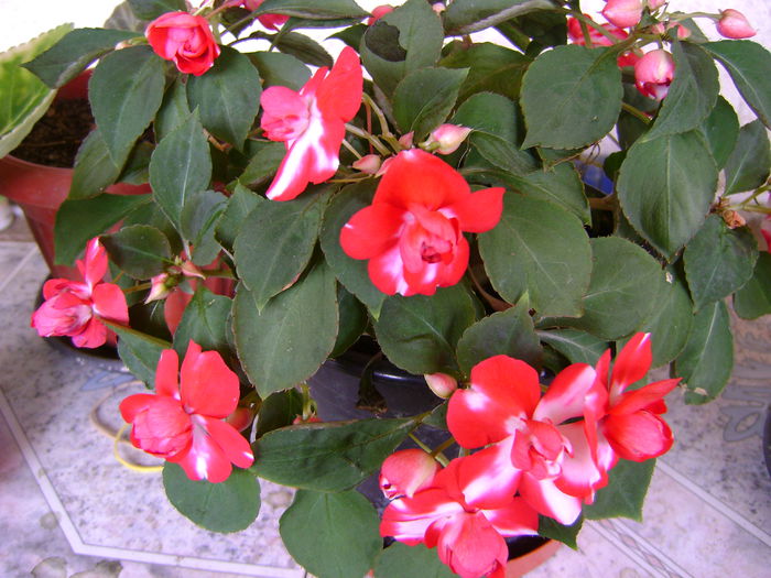 DSC01704
