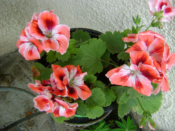 DSC01706