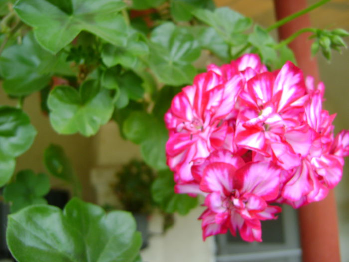 DSC01709