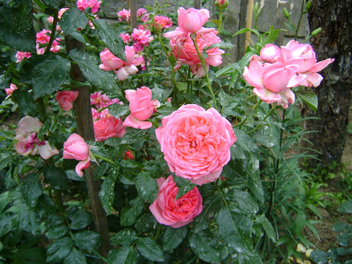 DSC01724 Emilia Maria-sau rose de molinard; floribunda-Delbard,parfumat,rezistent la maladii.
