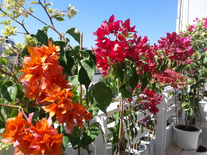 Fotografie-0096 - BOUGAINVILLEA un nou inceput - continuarea pasiunii - 2014-2015-2017