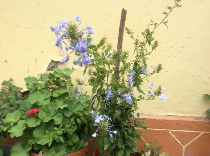 image - Plumbago