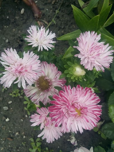 IMG_20150821_110035 - 2015 Flori in  gradina