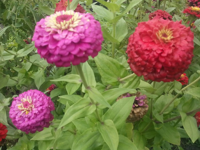 IMG_20150821_110400 - 2015 Flori in  gradina